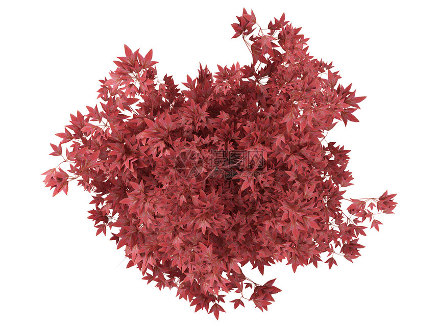 在一个锅里放着红色的盆子树花园叶子植物学浴缸花盆修剪植物园艺植物群装饰图片