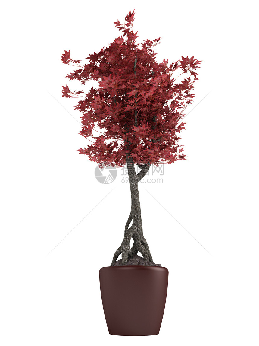 在一个锅里放着红色的盆子树树叶光合作用生长浴缸叶子培育园艺花盆灌木植物图片
