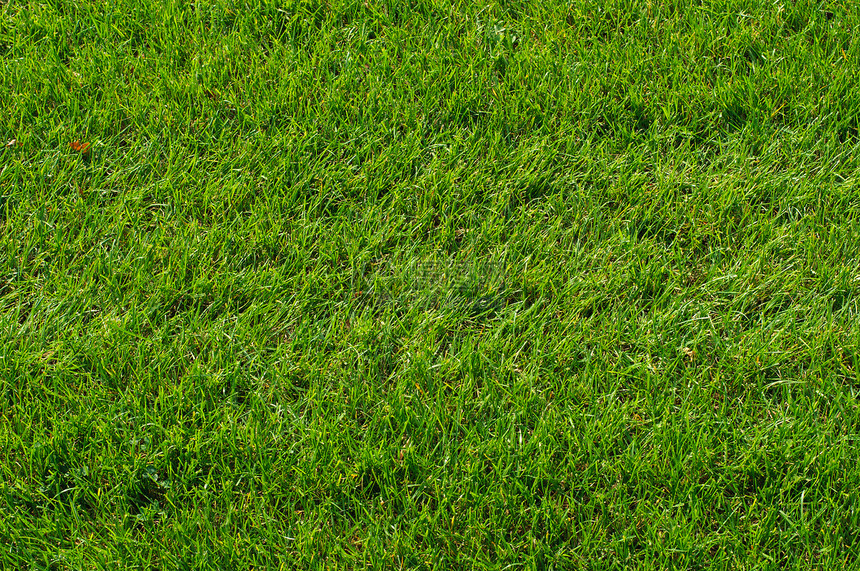 绿草质墙纸公园运动草本植物园艺场地环境高尔夫球足球牧场图片