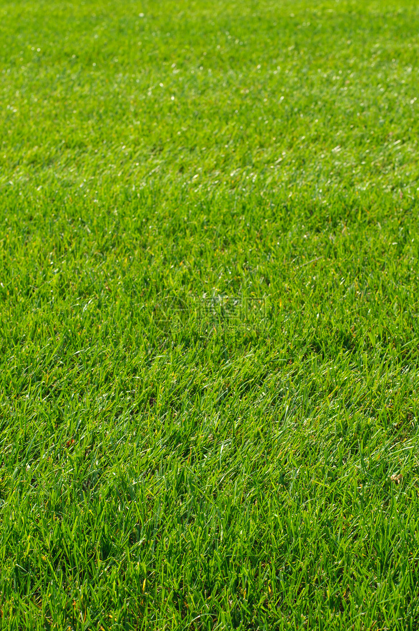绿草质土地植物生长院子牧场运动园艺草皮草地花园图片