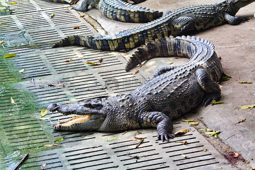 Crocodile农场捕食者皮肤野生动物反射危险皮革荒野动物爬虫怪物图片