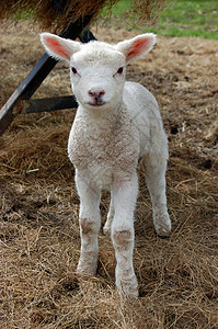 可爱羊羔农场动物农业羊毛背景图片