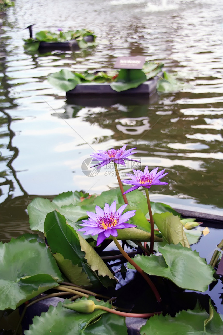 莲花植物学季节池塘热带公园荷花花瓣环境叶子植物群图片