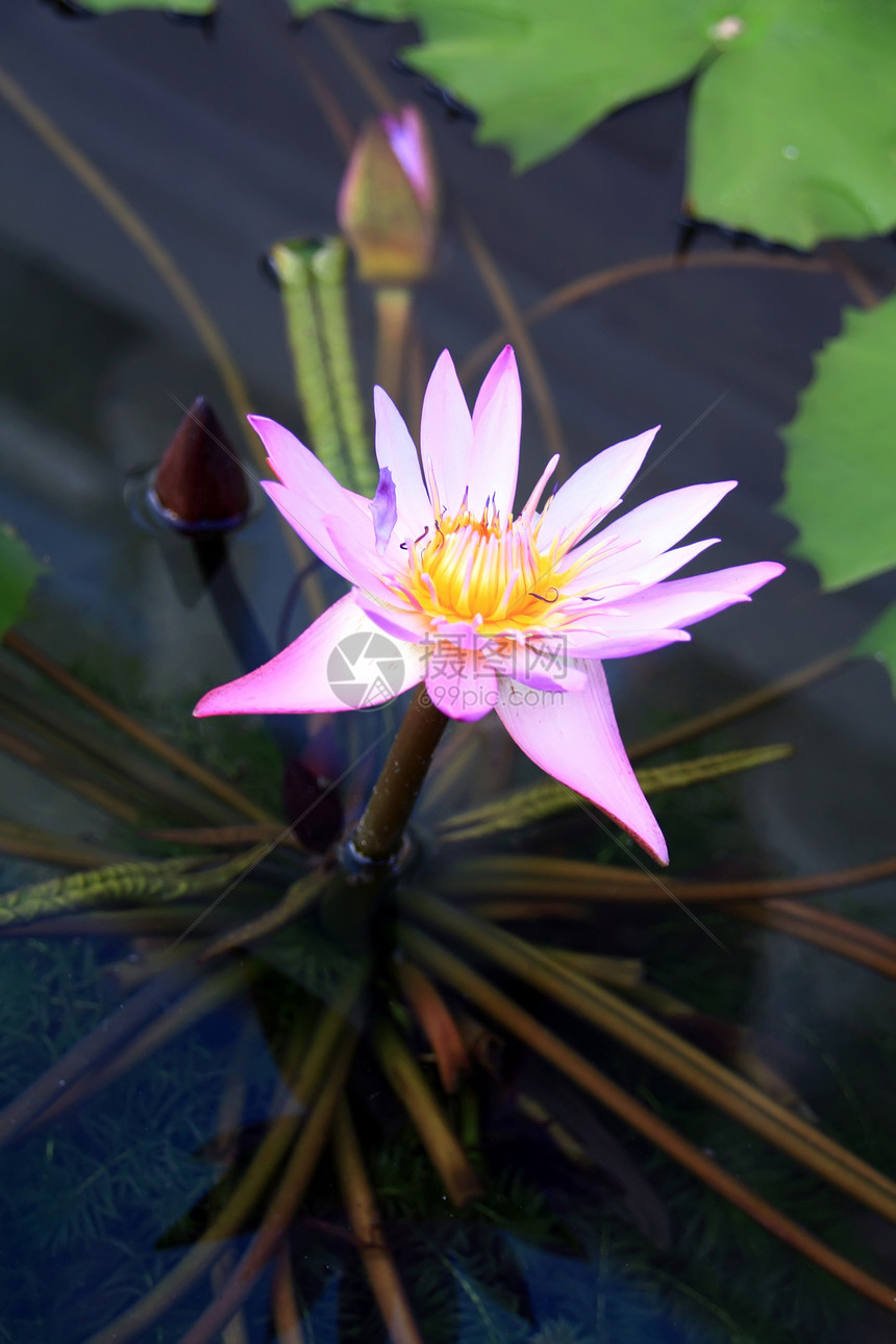 莲花环境宏观百合荷花植物学植物热带池塘公园情调图片