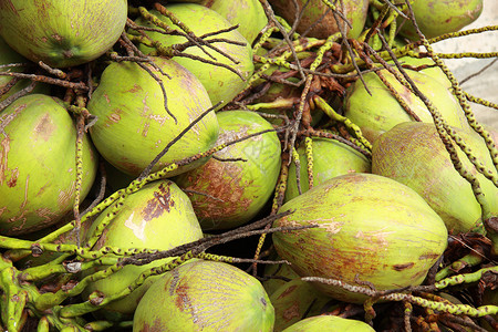 椰子油食物市场绿色水果农业画幅团体黄色背景图片