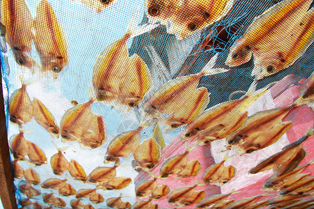 天蓝色素材网干瓜虾鱼太阳天蓝色阳光市场熟鱼团体海鲜画幅烘干低角度背景