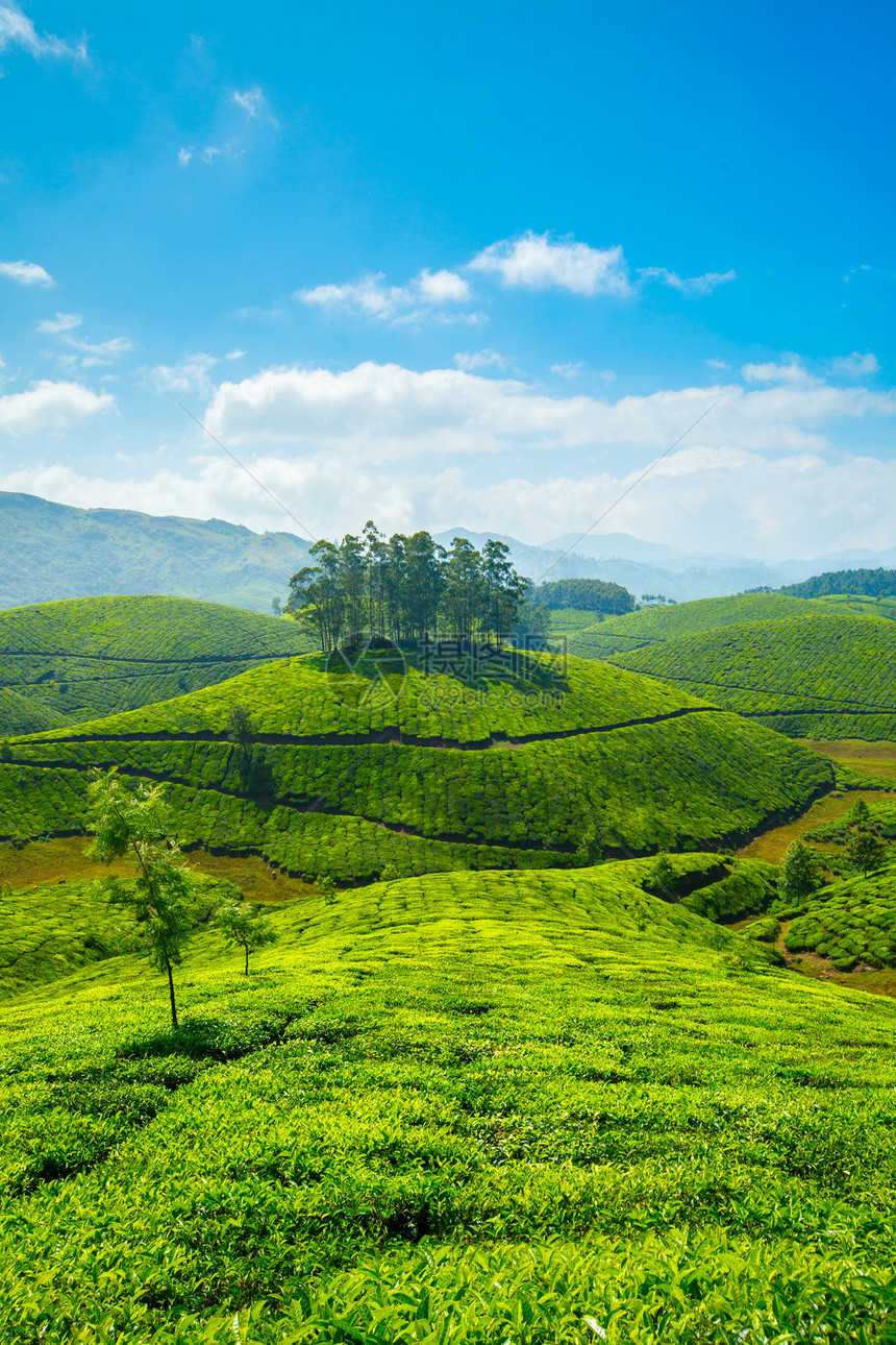 茶叶种植园农业风景丘陵农场生长叶子生育力茶园高地植物图片