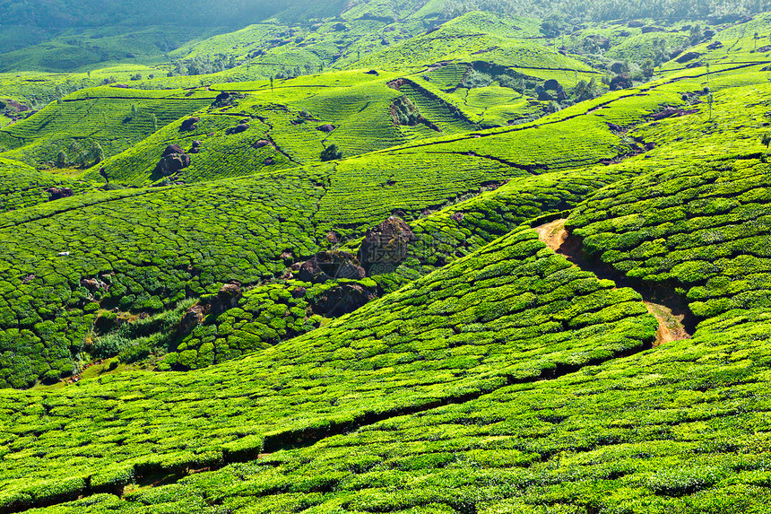 茶叶种植园树叶农田风景高地场地植物茶园场景农作物山脉图片