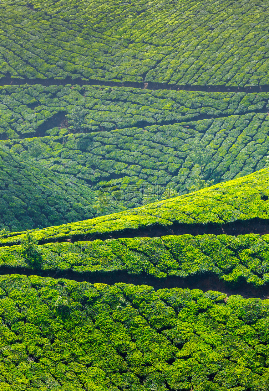 茶叶种植园生育力丘陵天空生长风景爬坡场景植物山脉农场图片