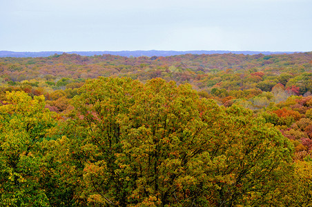 布朗县国家公园绿色树干季节树叶植物群爬坡树木换季丘陵叶子背景图片