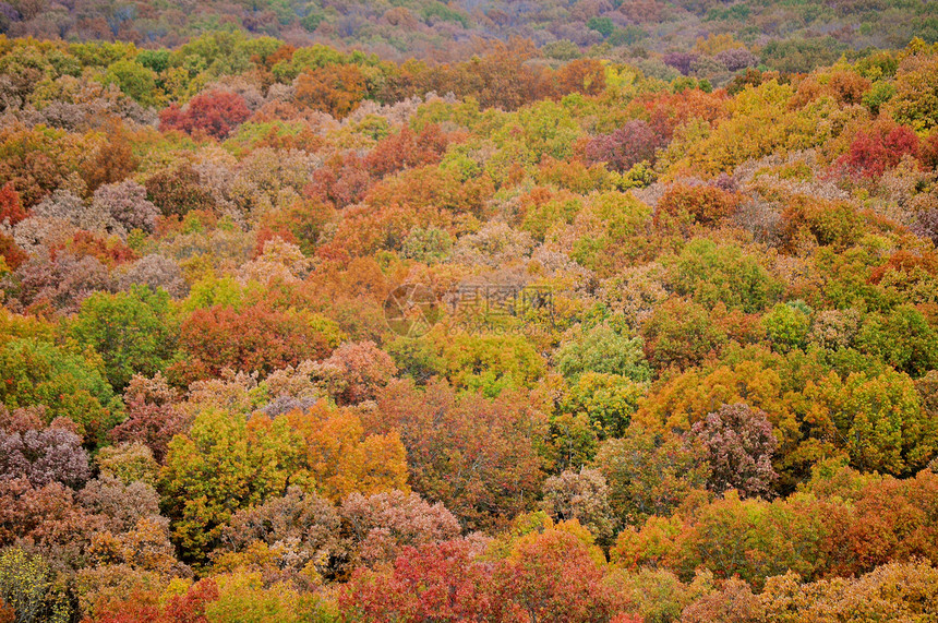 布朗县国家公园叶子换季丘陵树干爬坡树木植物群季节树叶绿色图片
