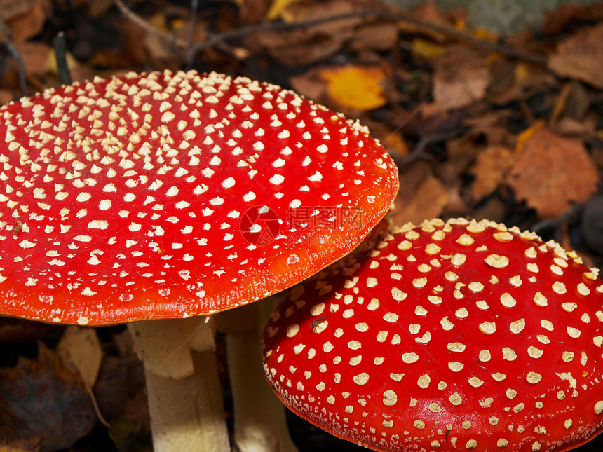 冬藤蘑菇 隔离的 在草地上密闭红色绿色毒菌宏观季节棕色叶子白色图片