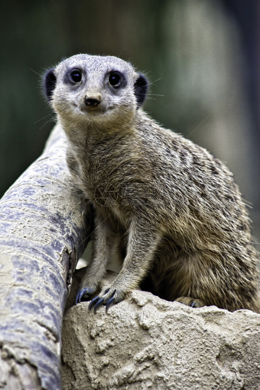 警示Meerkat 苏里卡塔图片