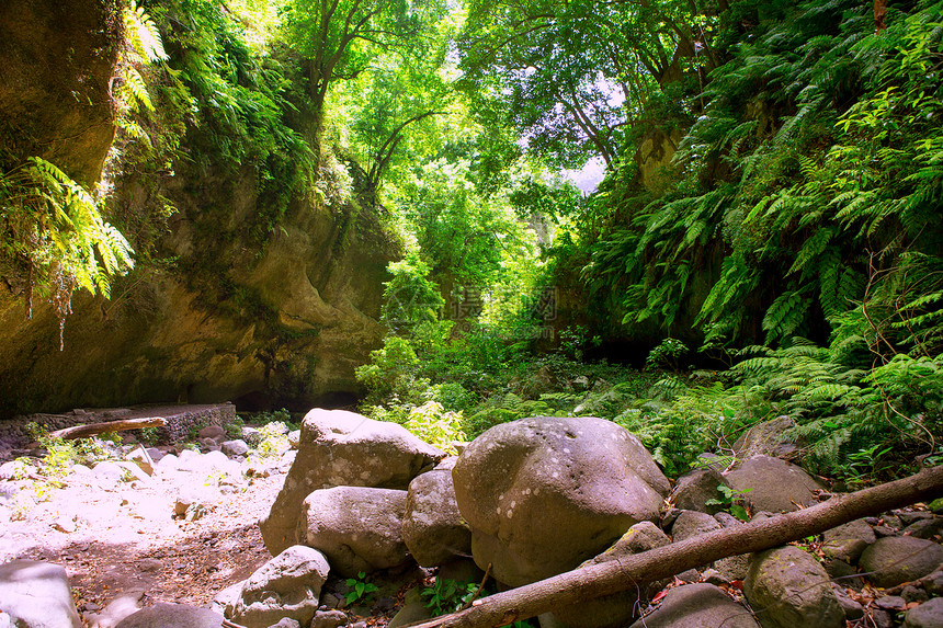 拉帕尔马月桂树森林中的植被植物树叶牧草岛屿孤独旅行阳光树木国家图片