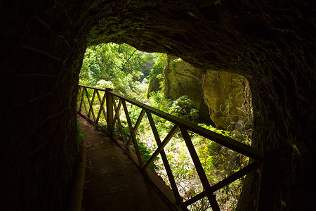 金丝雀桂冠树木洞穴植物高清图片
