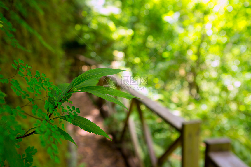 拉帕尔马月桂树森林中的巅峰牧草树叶首脑假期地标栅栏景点顶峰孤独图片
