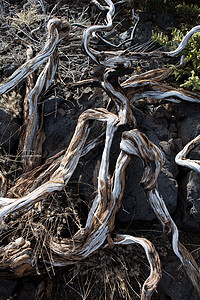 塔布里恩拉帕尔马卡尔德拉的干枯树枝不育衰变旅行骨骼木头沙漠孤独荒野岛屿土地背景图片