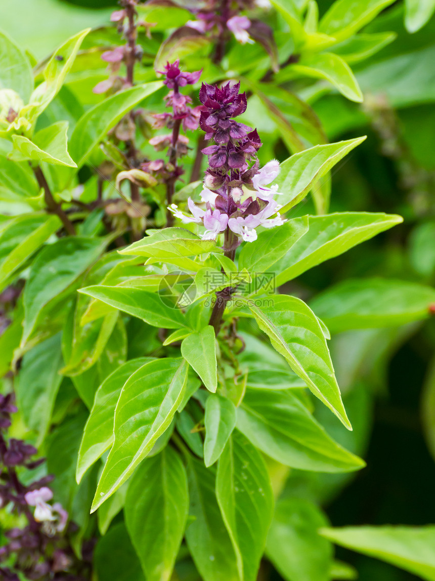 花园里的花朵草本植物紫色小枝医疗种子绿色植物芳香愈合温泉图片
