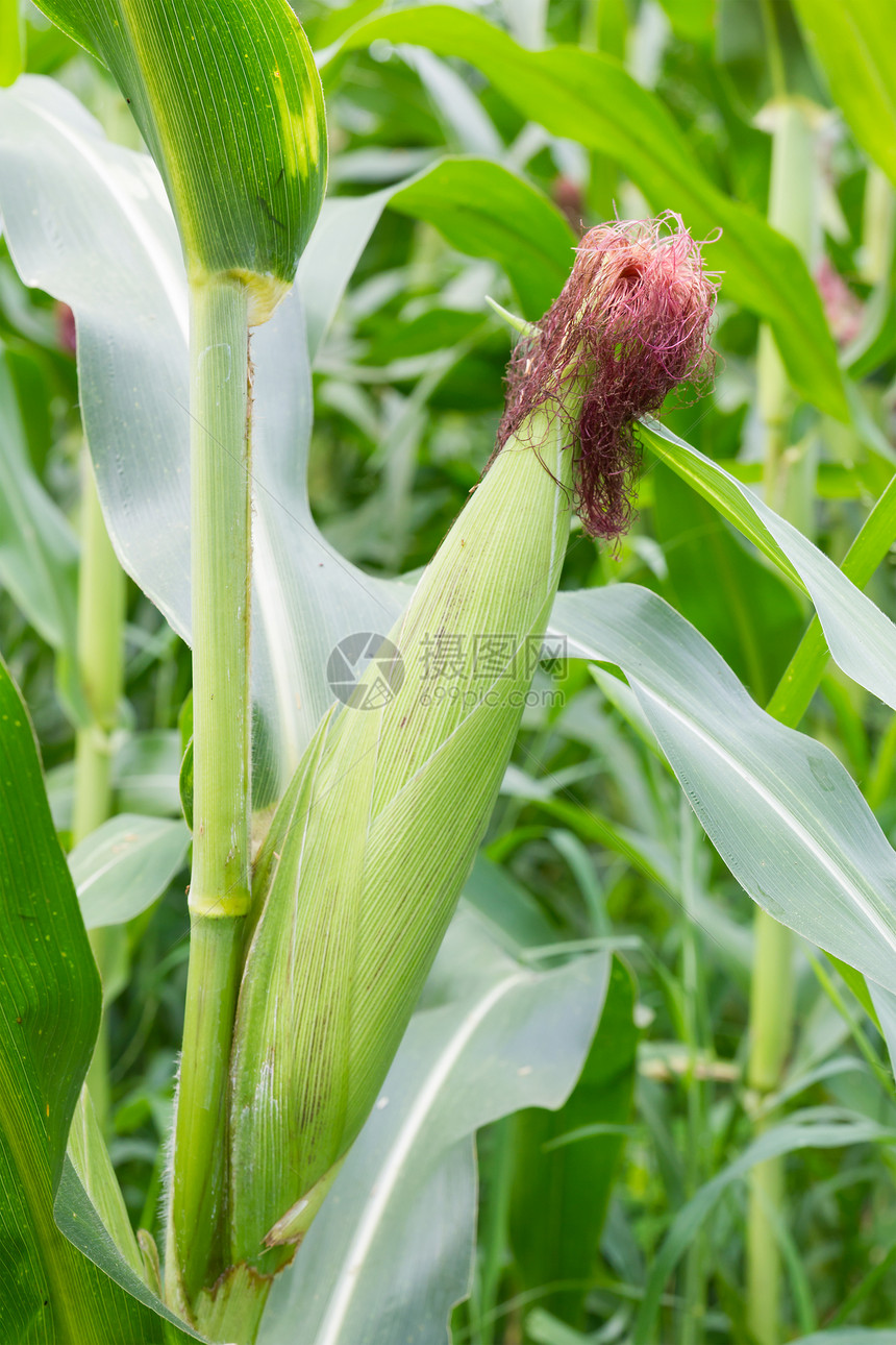 玉米角农场饮食植物环境玉米芯收成店铺粮食蔬菜场地图片