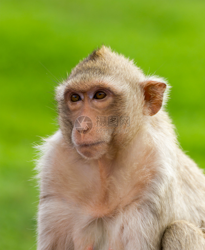 Macaque 蒙基闭锁野生动物孩子灵长类婴儿眼睛头发生物公园动物动物园图片