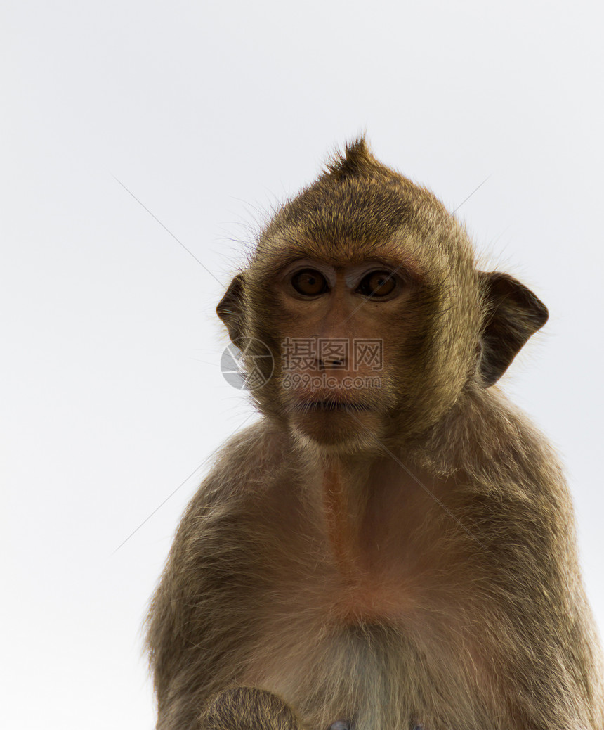 Macaque 蒙基闭锁猕猴哺乳动物灵长类动物园头发丛林毛皮孩子眼睛公园图片