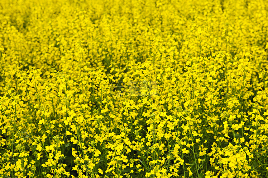 卡诺拉工厂绿色植物粮食黄色草地谷物场地生长农业乡村图片
