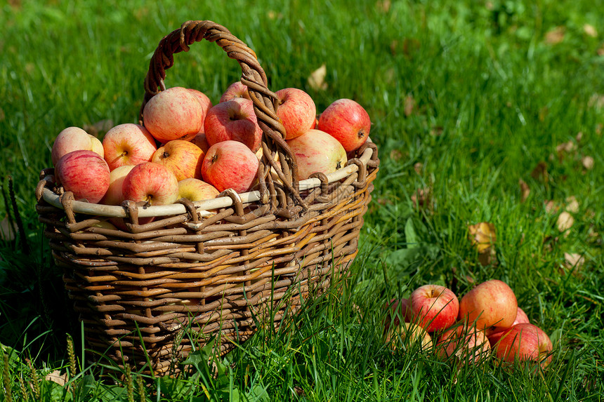 篮子中的苹果采摘水果叶子美食果园季节食物收获生物学农场图片