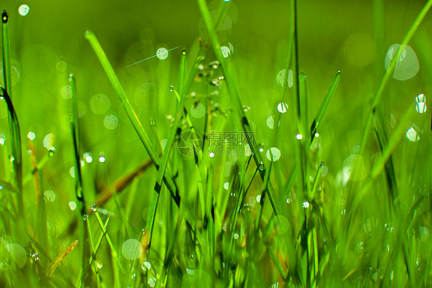 上午滴滴数阳光花园活力反射草地气候静脉院子生长公园图片