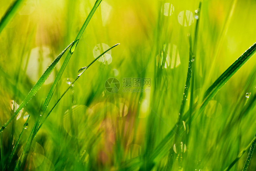 上午滴滴数草本植物静脉液体草地环境叶子植物刀刃阳光活力图片