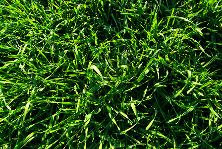 草根纹理活力生长绿色草地植物背景图片