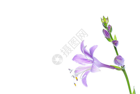 白花的花朵园艺植物紫色白色植物群光合作用生长花园植物学背景图片