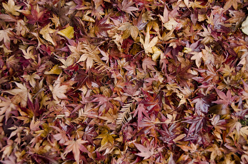 秋天日本山坡叶的背景背景场景掌心风景土地射线生态神话童话农村叶子图片