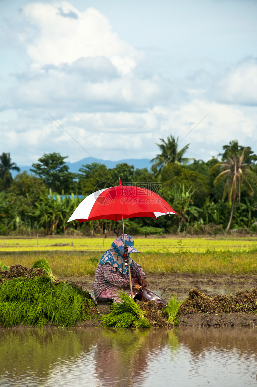 在稻田种植大米的农耕者传统文化村庄土地季节蓝色农民收成食物工作图片