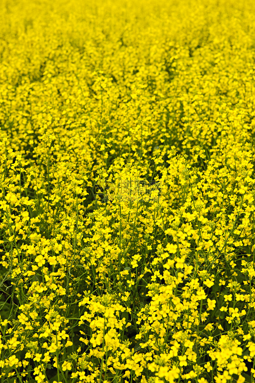 卡诺拉工厂生长农业谷物绿色植物乡村黄色农作物草地粮食图片