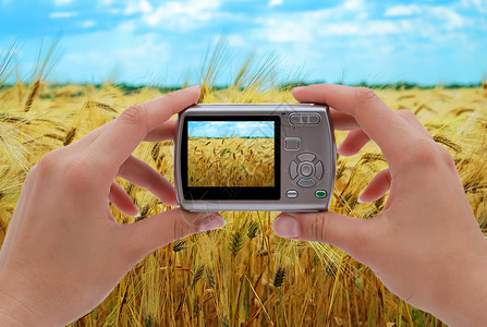 小麦田技术场地植物天空小麦爱好照片手指稻草生长高清图片