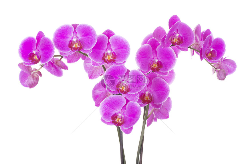 粉红兰花花紫色温泉异国热带礼物健康风格兰花植物学花瓣图片