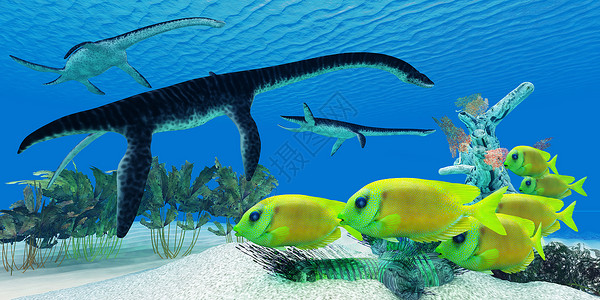 六角恐龙鱼C 珊瑚礁背景