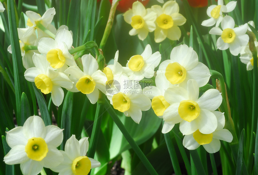 白色黄花朵花图片