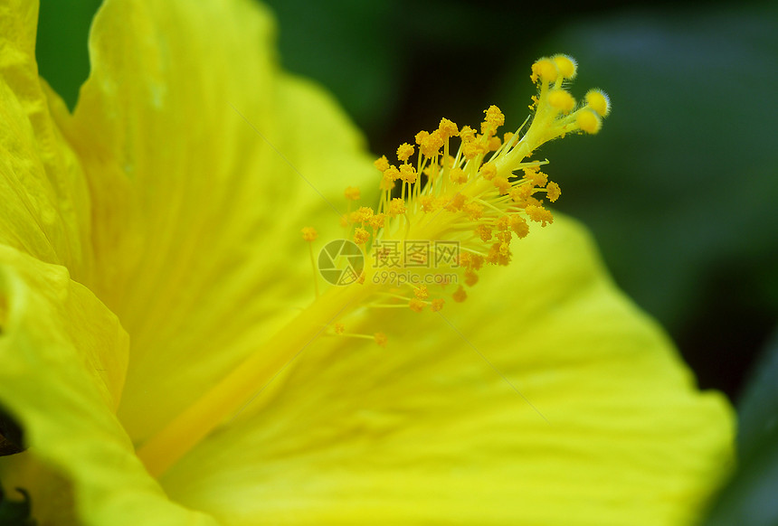 黄色的希比斯花朵热带园艺植物群生长芙蓉花园图片
