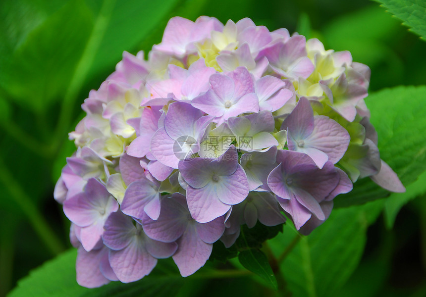 黄粉色花朵植物群绣球花园艺生长花园图片