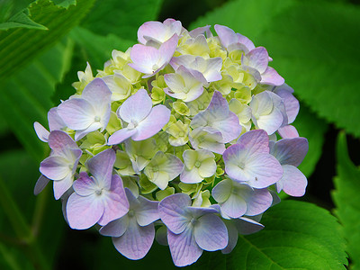 黄粉色花朵园艺绣球花生长花园植物群背景图片