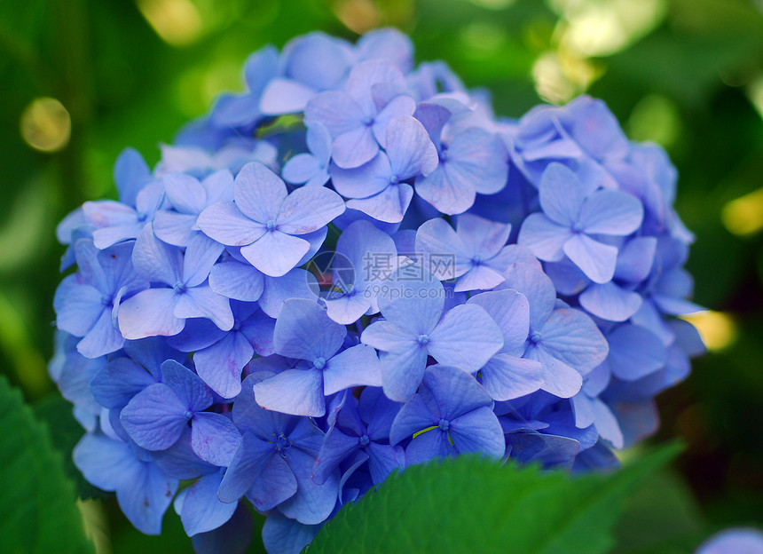 蓝色花朵植物群园艺生长花园绣球花图片