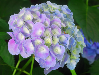 蓝色花朵植物群花园绣球花花瓣高清图片