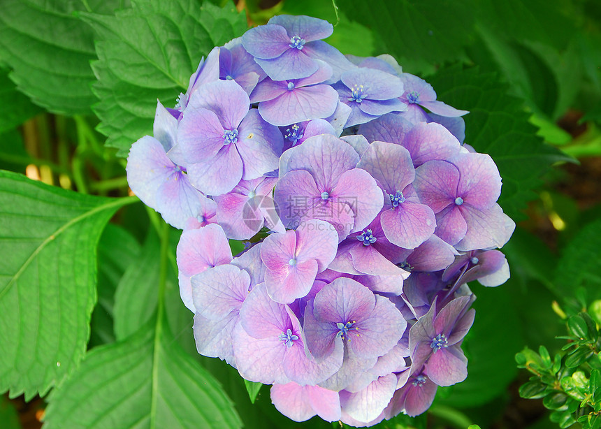 蓝色花朵花园绣球花花瓣植物群图片