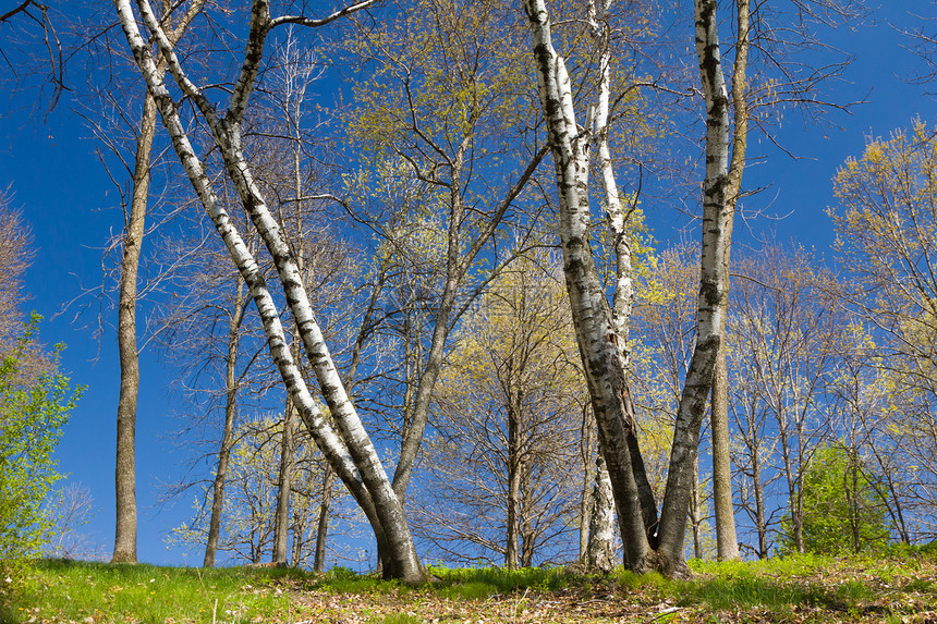 早春阿斯彭站森林阳光蓝天湿地季节天空植物绿色树木桦木图片