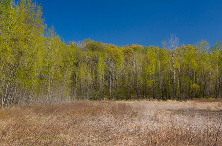 在沼泽的早春植物自然阳光天空绿色湿地季节背景图片