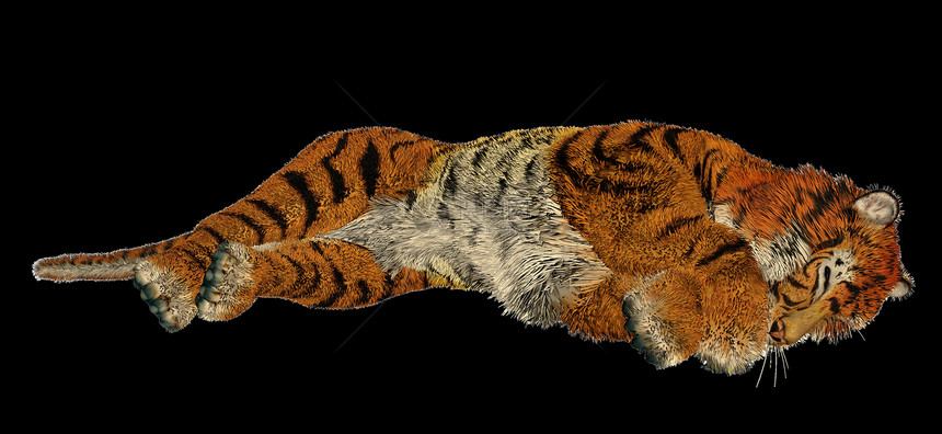 老虎睡觉脊椎动物毛皮睡眠荒野动物濒危捕食者猎人食肉猫科图片