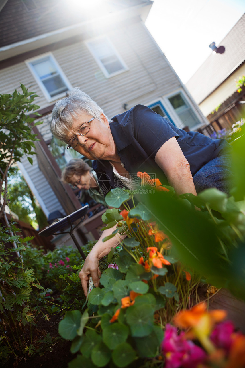 高级妇女园艺女孩公民杂草园丁成人女性植物学工作培育退休图片