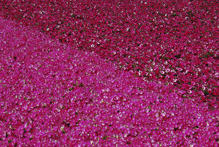 鲜花繁荣花朵庭园花园秀粉色园艺花园红色植物空间背景图片