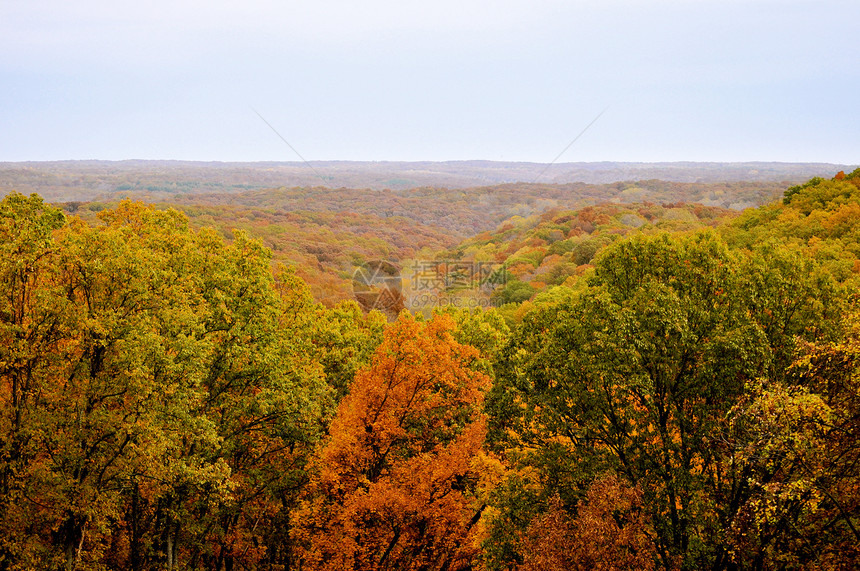 布朗县国家公园树干树木叶子换季丘陵季节爬坡植物群绿色树叶图片